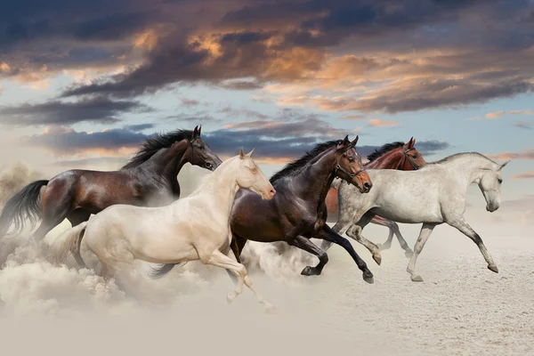 Galope de corrida de cinco cavalos — Fotografia de Stock