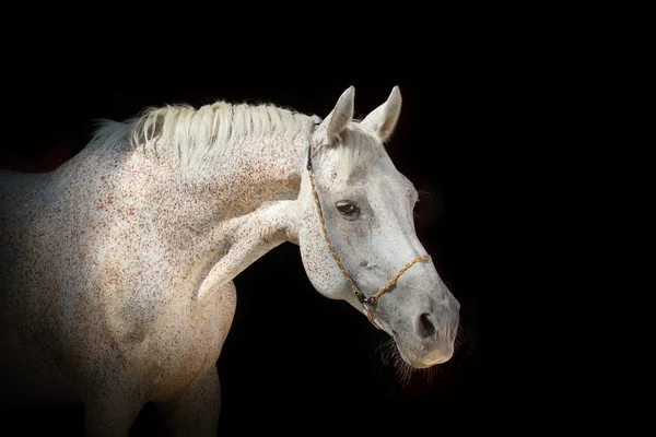 Häst på svart bakgrund — Stockfoto