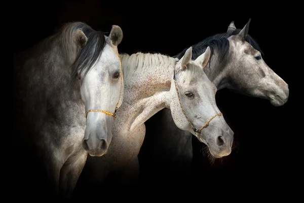 Three horse portrait isolated — Stock Photo, Image