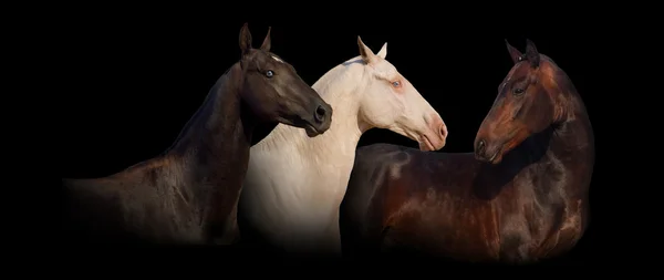 Group portrait of achal-teke horse banner — Stock Photo, Image