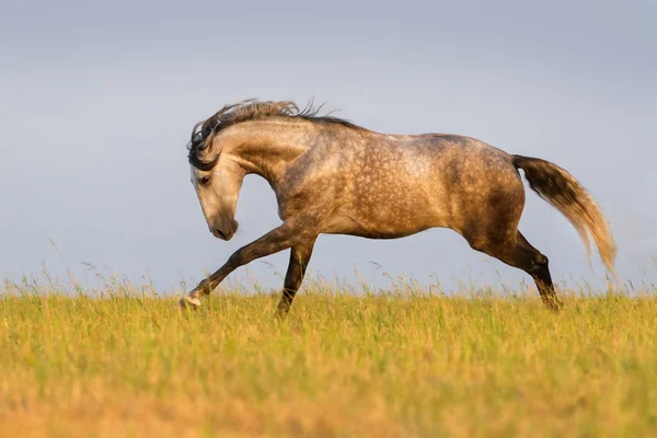 Carrera de caballo gris — Foto de Stock