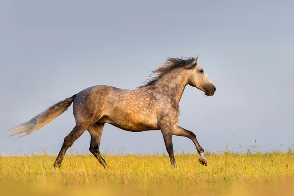 Course de chevaux gris — Photo