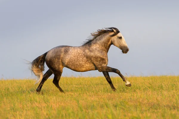 Šedý kůň běží — Stock fotografie