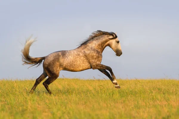Szary uruchomić konia — Zdjęcie stockowe