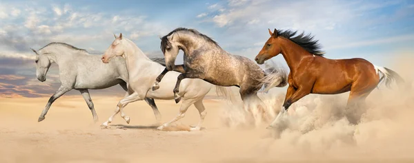 Group of horse run gallop — Stock Photo, Image