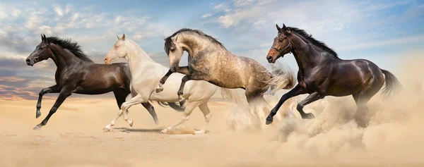 Group of horse run gallop — Stock Photo, Image