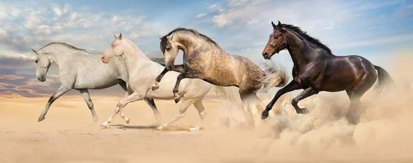 Group of horse run gallop — Stock Photo, Image