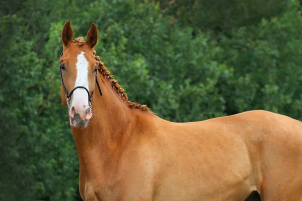 Rode paard portret — Stockfoto