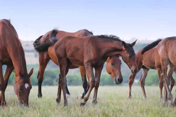 馬が放牧します。 — ストック写真