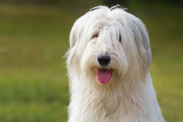 Cão pastor russo sul — Fotografia de Stock