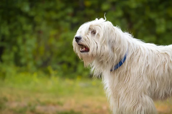 南俄罗斯牧羊犬 — 图库照片