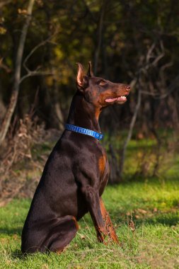 Doberman yeşil çim