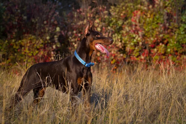 Doberman w trawa jesień — Zdjęcie stockowe