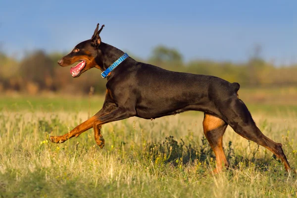 Doberman springa utomhus — Stockfoto