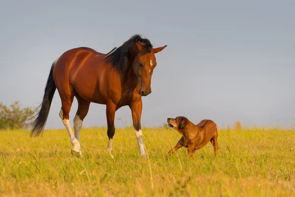 Dog and horse — Stock Photo, Image