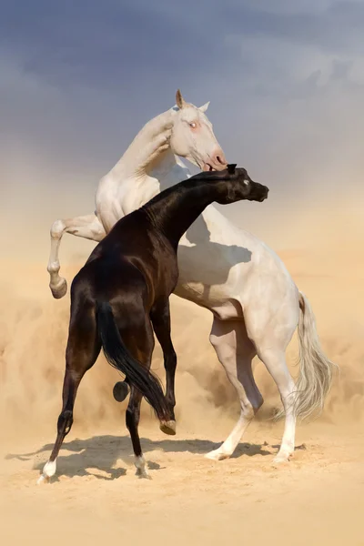 Achal-teke horse fight — Stock Photo, Image