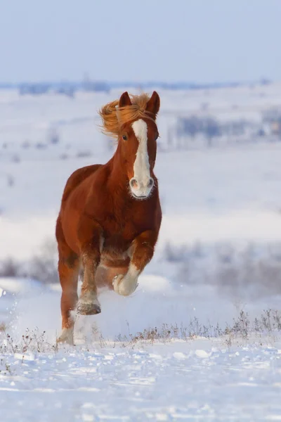 Piękny koń uruchomić galop w zimie — Zdjęcie stockowe