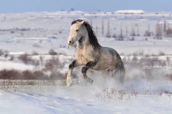 Mooi paard galop uitvoeren in de wintersneeuw — Stockfoto