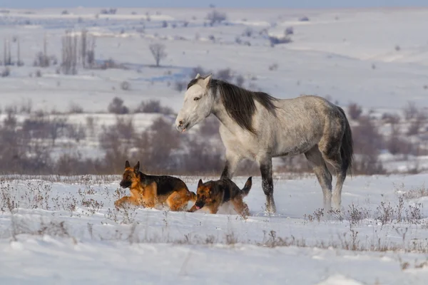 Belo passeio a cavalo na neve de inverno com cães — Fotografia de Stock