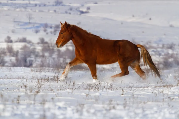 Paard uitgevoerd in sneeuwveld — Stockfoto
