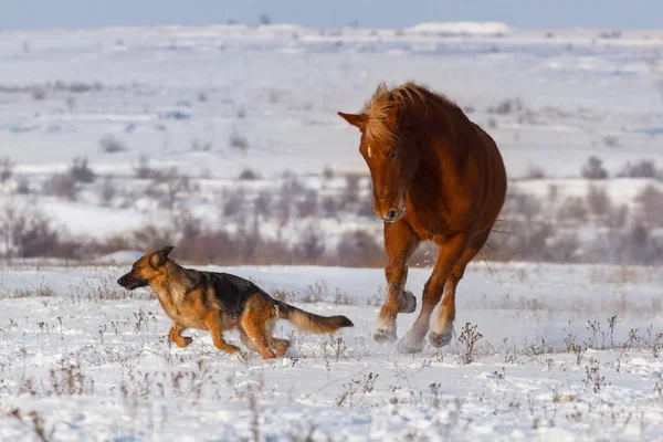 강아지와 말과 함께 눈에 실행 — 스톡 사진