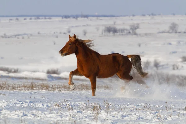 Paard uitgevoerd in sneeuwveld — Stockfoto