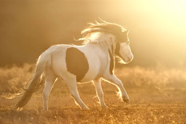 Shetland poni run at sunset — Stock Photo, Image