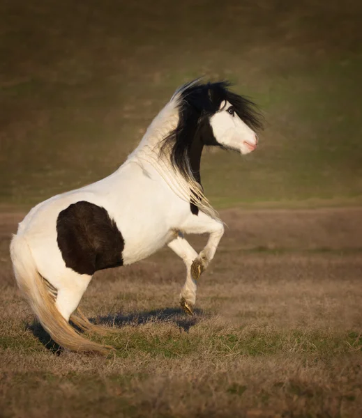 Élevage de poney — Photo