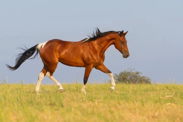 Pinto cavalo trote — Fotografia de Stock