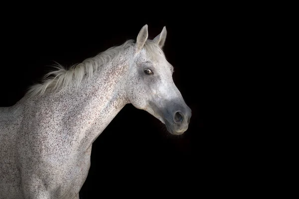 Fekete fehér ló — Stock Fotó