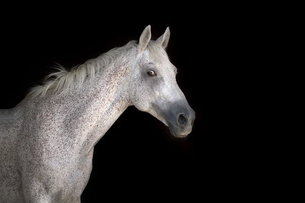 Caballo blanco sobre negro — Foto de Stock