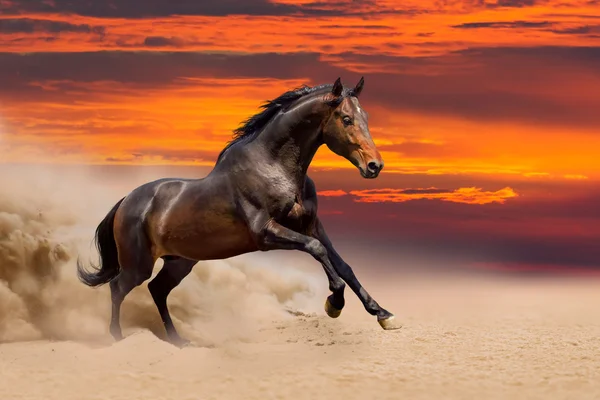 Hermoso caballo de la bahía libre corriendo — Foto de Stock