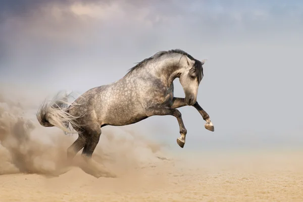 Häst springa galopp med damm — Stockfoto