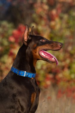 Doberman portre ormandaki