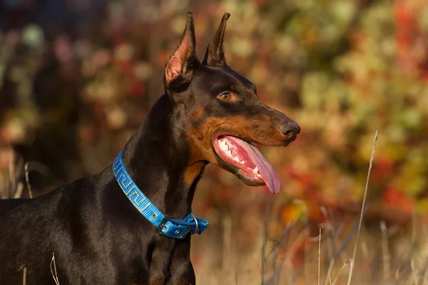 Doberman álló erdő — Stock Fotó