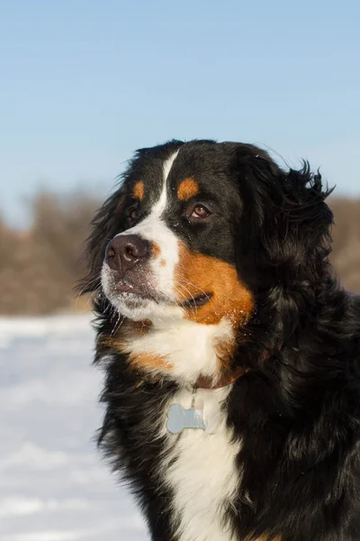 Bernese の犬の portraite — ストック写真