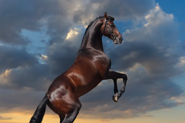 Bay horse жеребець по вихованню вгору — стокове фото