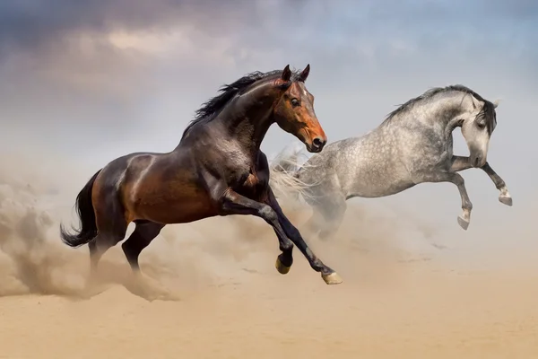 Couple of horse run on desert — Stock Photo, Image