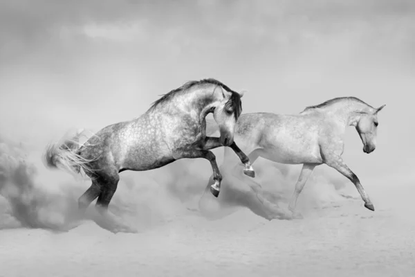 Couple of horse run on desert — Stock Photo, Image