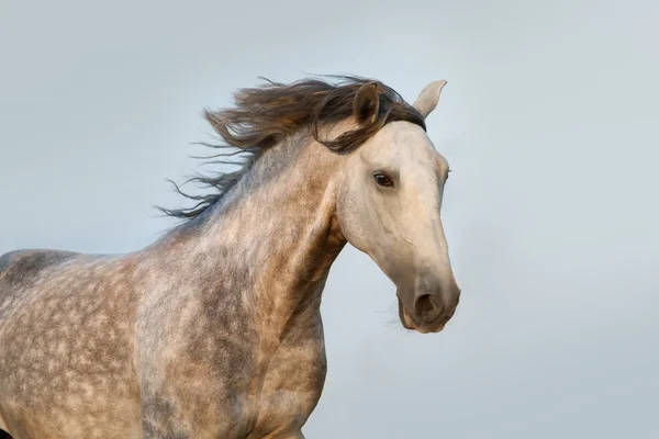 Portrét kůň Lusitano — Stock fotografie