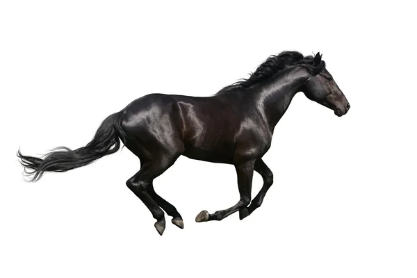 Caballo negro galopando sobre blanco — Foto de Stock