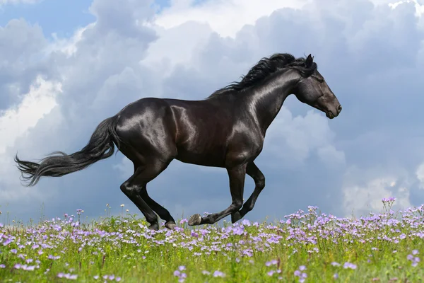 Beautiful horse galloping — Stock Photo, Image