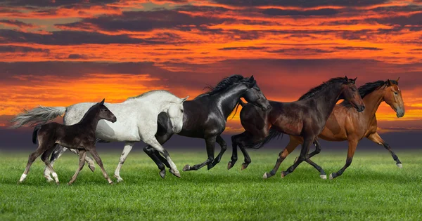 Pět koní běží venkovní — Stock fotografie
