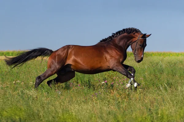 Kůň běží — Stock fotografie