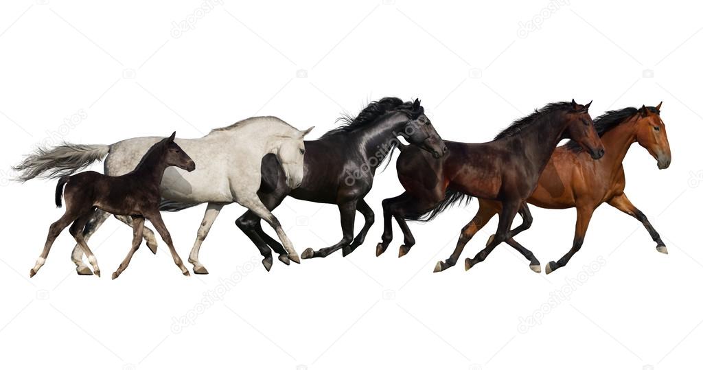Group of horse run
