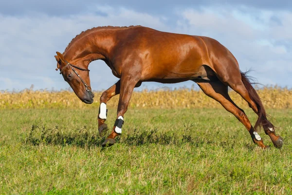 Gra czerwony koń — Zdjęcie stockowe