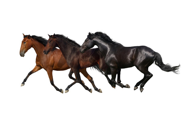Three horse run gallop