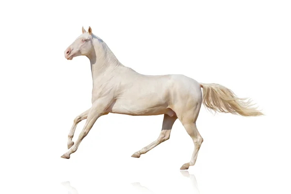 Caballo aislado en blanco — Foto de Stock