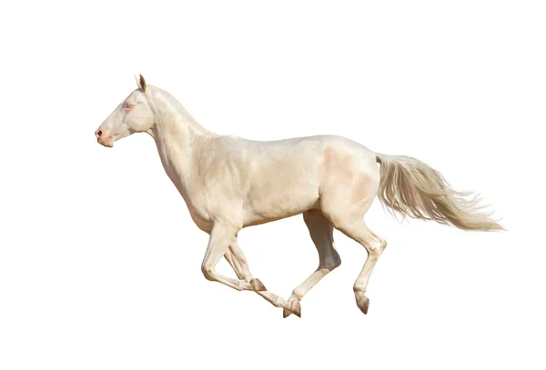 Uruchomić galop na tle białego konia — Zdjęcie stockowe