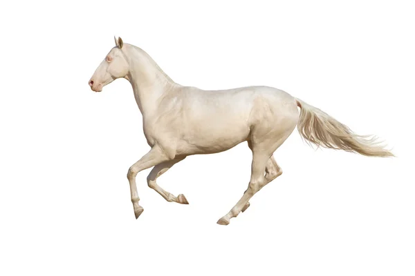 Cavalo isolado sobre branco — Fotografia de Stock